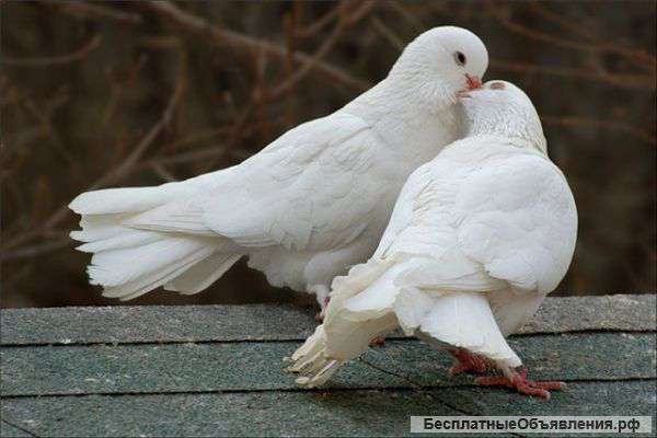 Белые голуби