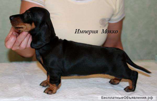 Щенки Таксы гладкошерстной