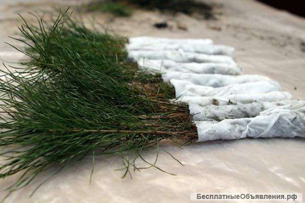 Сеянцы кедра