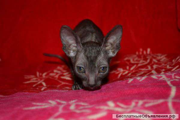 Кошечка корниш рекс ищет заботливую семью