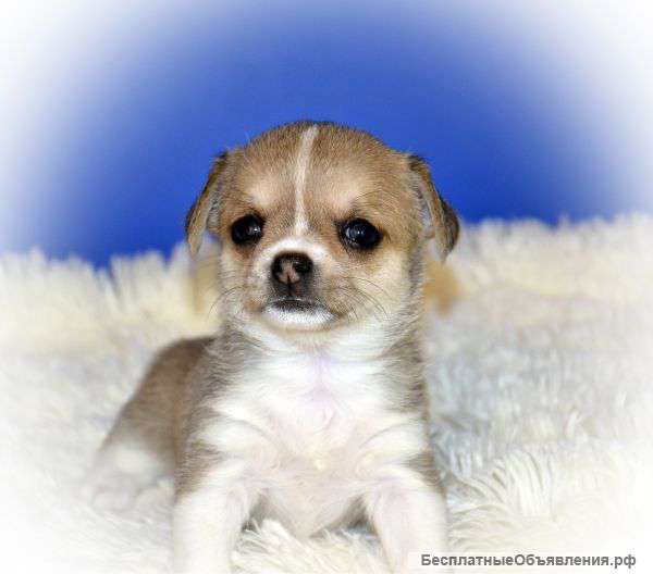 Девочки чихуахуа