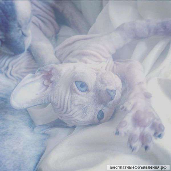 Котята сфинкса (донской, канадский)