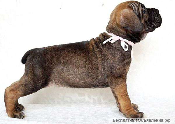 Щенки кане корсо для шоу и для души