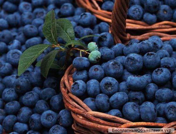 Требуются рабочие на полевые работы в Польшу