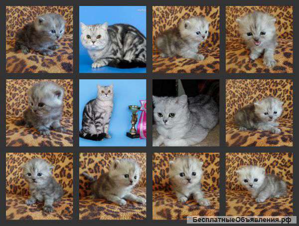 Мраморные детки