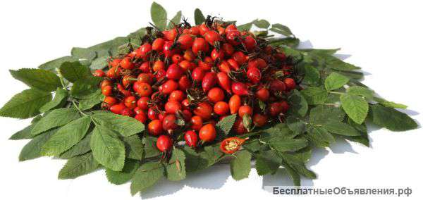 Шиповник высокого качества. Не дорого.