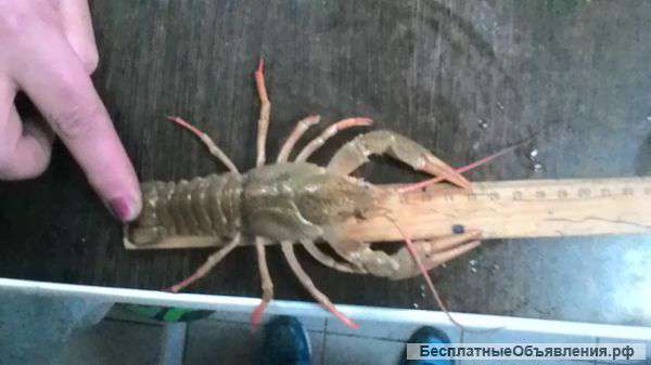 Раки оптом в краснодарский край