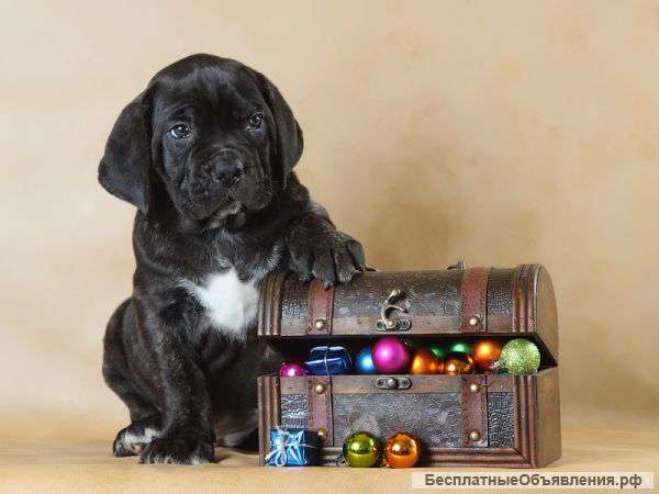 Черно-тигровая девочка кане корсо