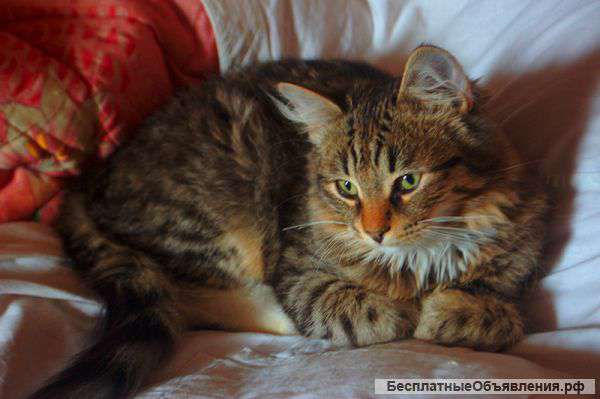 Кошка Марина и ее дочка Мирта ждут добрых, любящих хозяев