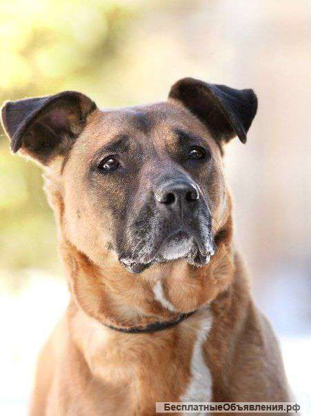 Рада - ласковая и верная толстушка в добрые руки