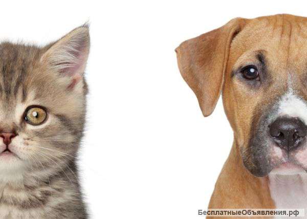 Интернет- магазин зоотоваров