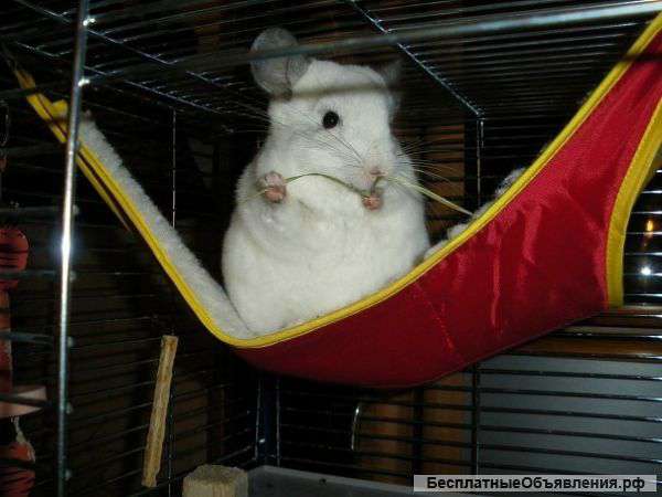 Шиншилл разных окрасов