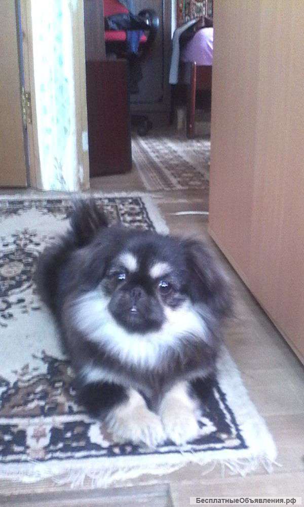 Щенок-Пекинеса