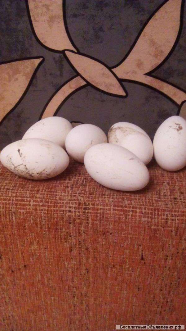 Десяток гусиных яиц