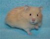 Отдам в добрые руки двух Сирийских хомячков