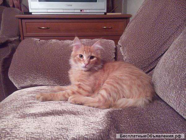 Котенка мейн-кун