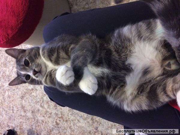 Отдам кота в хорошие руки