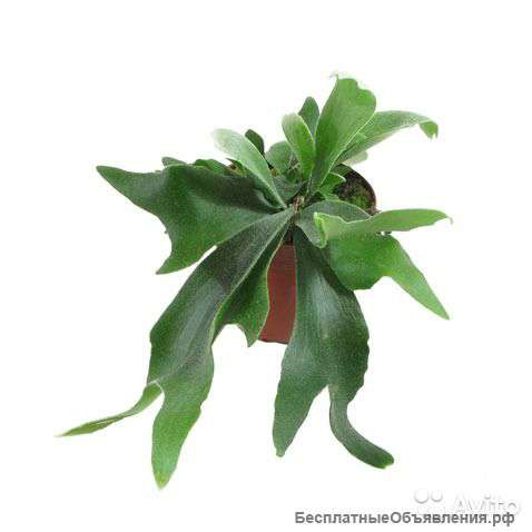 Платицериум