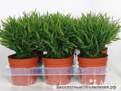 Погонотерум, комнатный бамбук