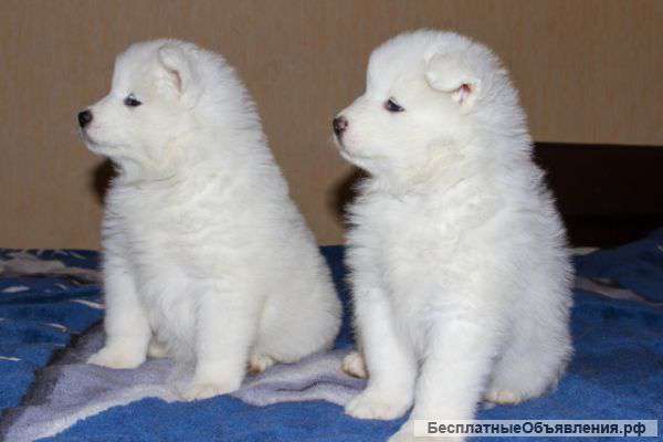 Питомник Ласковое Облако