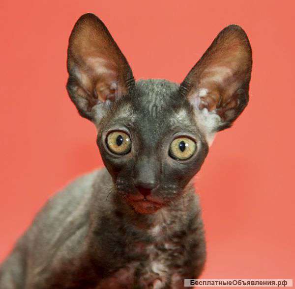 Корниш-рекс элитные кудрявые котята