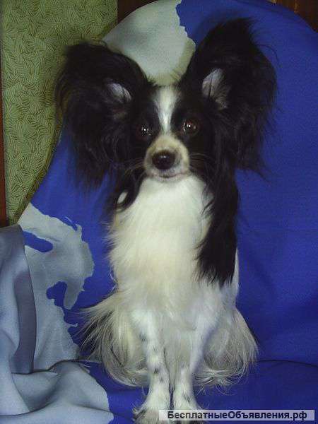 Девочка папийон(собака-бабочка)