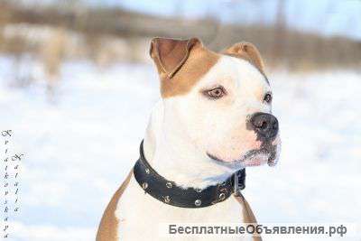 В надежные руки замечательный пес