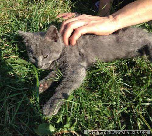Котенок в добрые и надежные руки