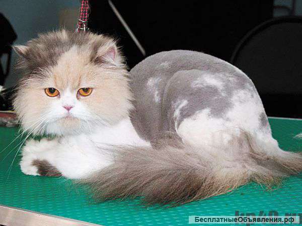 Стрижки собак и кошек