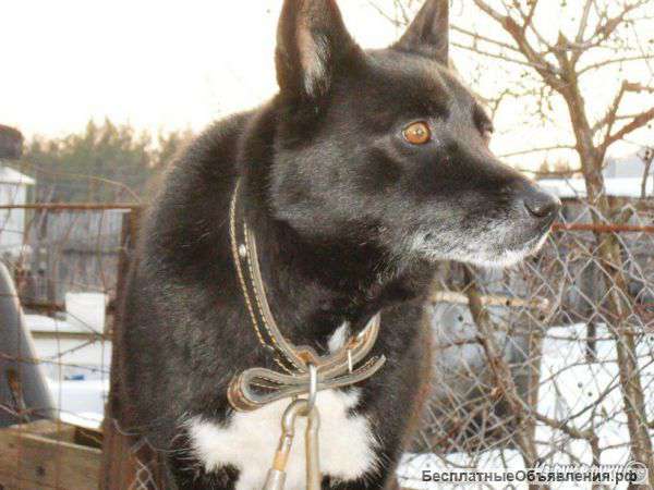 Лайки Русско-Европейской щенки