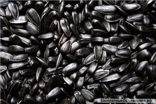 Подсолнечник СПК калиброванный 38