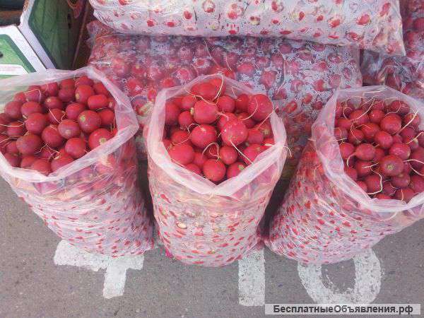 Реализуем редис кубанский урожай 2015 г