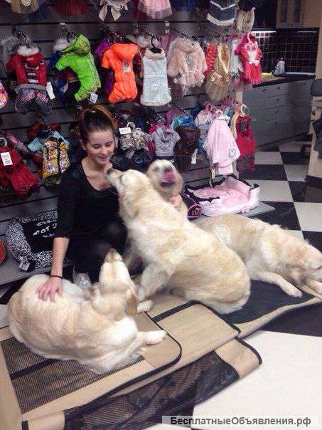 Груминг-салон «Модный Дом»