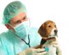 Ветеринарный кабинет «САФАРИ» предлагает все виды ветеринарных услуг