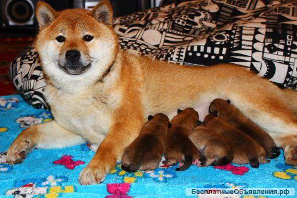 Щенков Сиба-ину