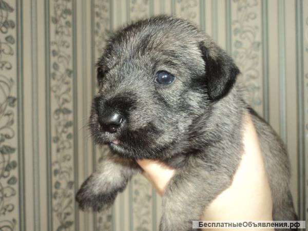 Щенков миттельшнауцера