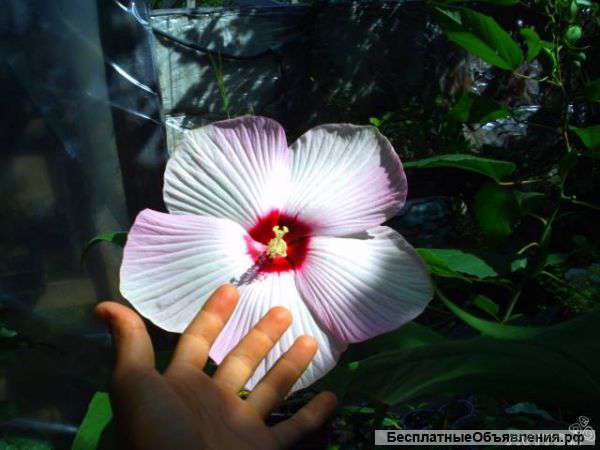 Декоративных Растений