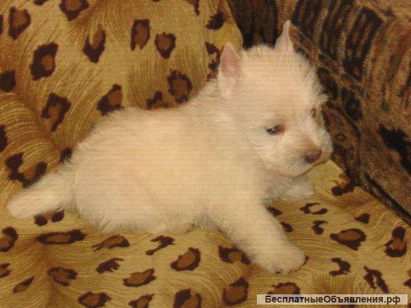 Щенок вест хайленд уайт терьера