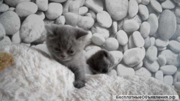 Плюшевы котята в расрочку