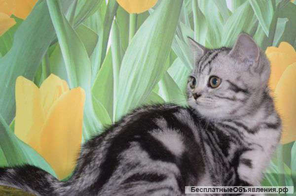 Британские котята