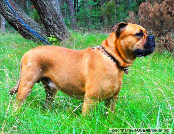 Щенки Ка де бо