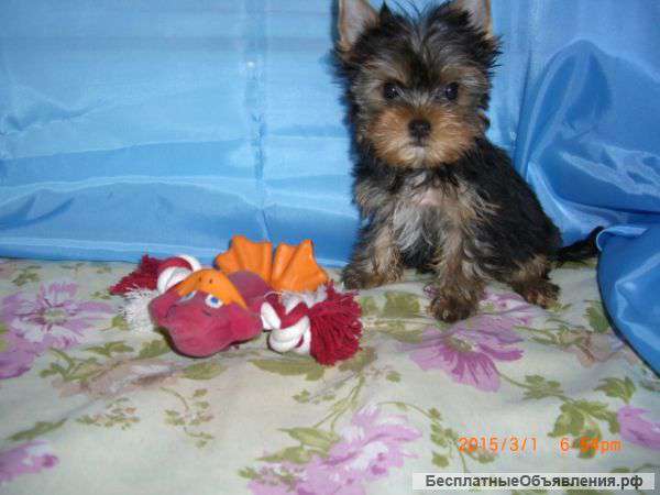 Мини мальчик