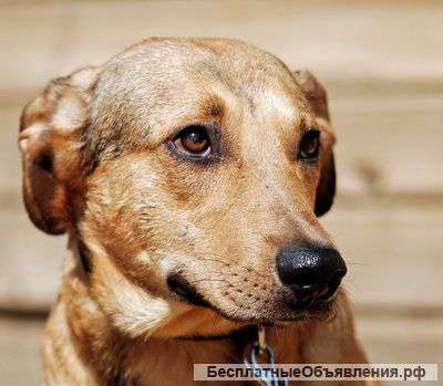 В надежные и добрые руки ласковый мальчик