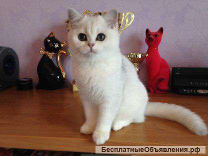 Высоко породистые коты