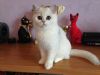 Высоко породистые коты