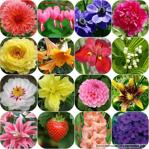 Многолетники для весенней высадки