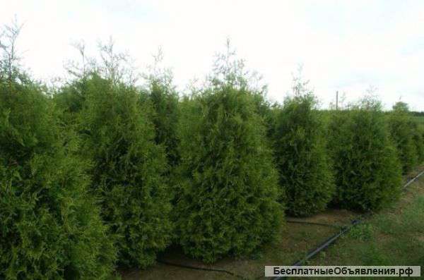 Посадочный материал