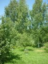 Дачу в новой Москве