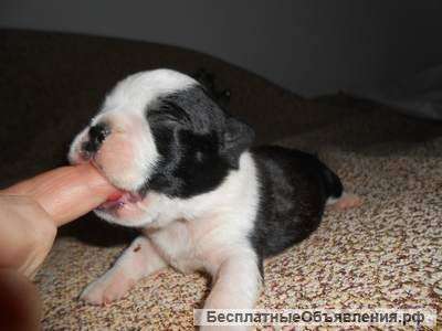 Бостон терьер мальчик