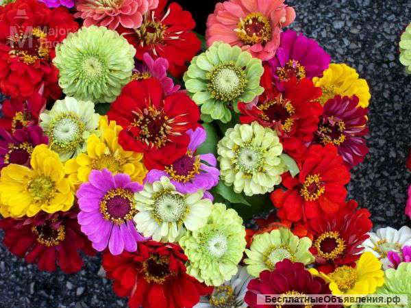 Сеть магазинов цветов